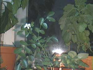 Murraya Paniculata
