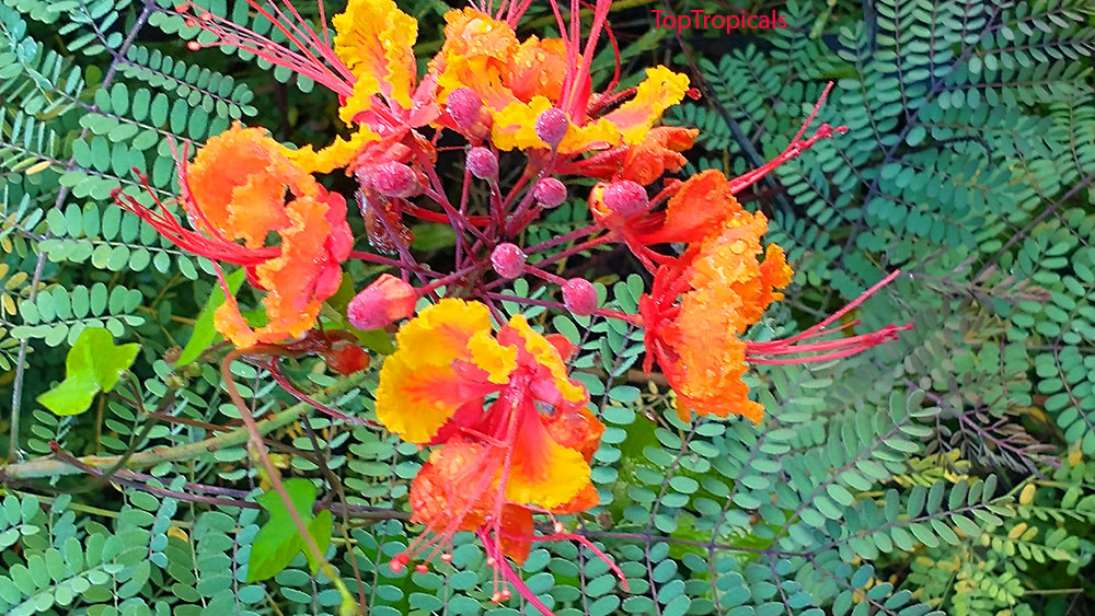 PeopleCats Garden - Mexican Flame Caesalpinia