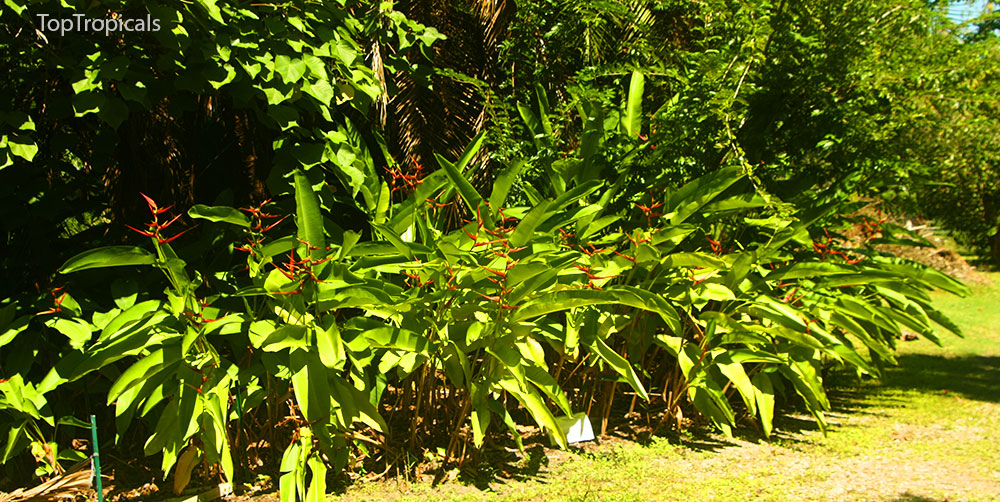 PeopleCats Garden - heliconias