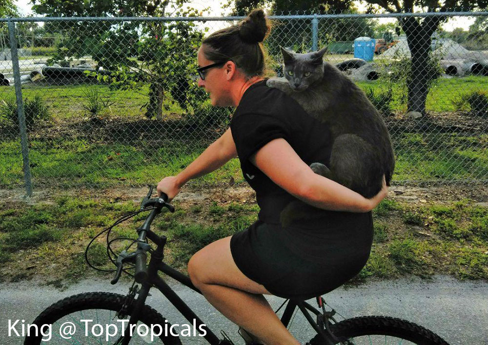 PeopleCats Garden - cats of TopTropicals. King riding a bicycle