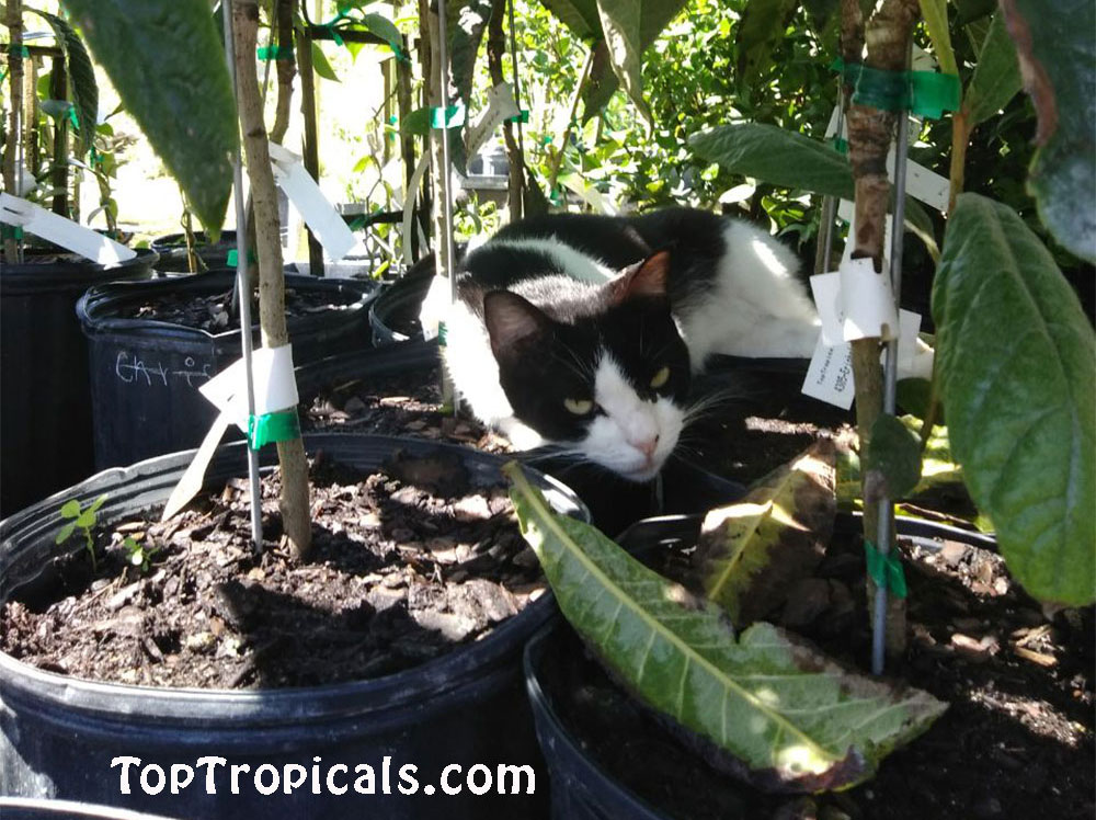 PeopleCats Garden - cats of TopTropicals