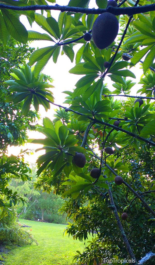 PeopleCats Garden - Mamey fruit tree