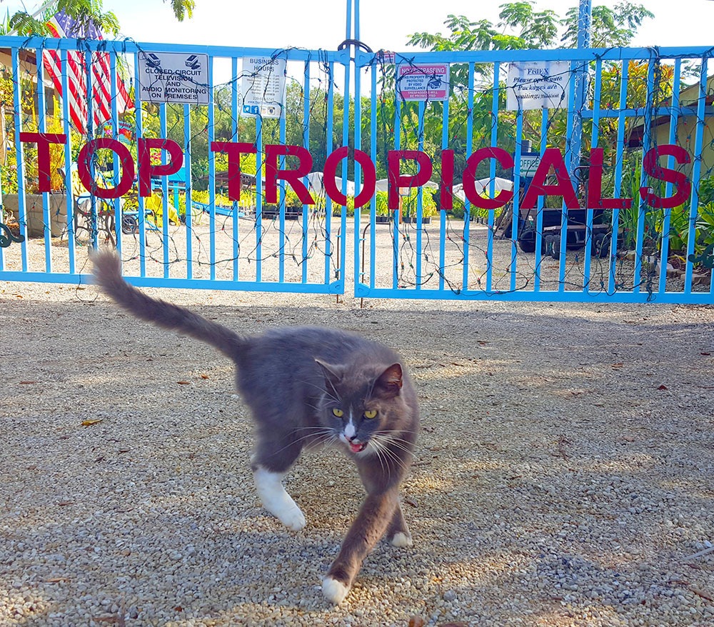 Peoplecats - cat Marco at Top Tropicals gate