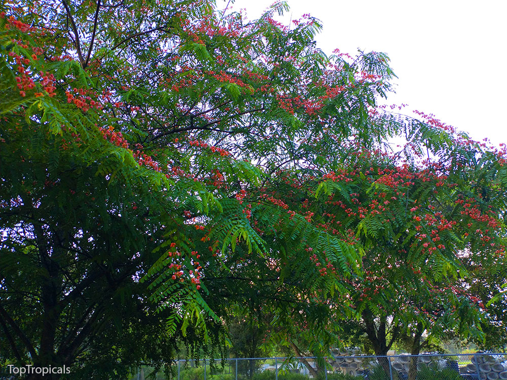 PeopleCats Garden - pink cassia