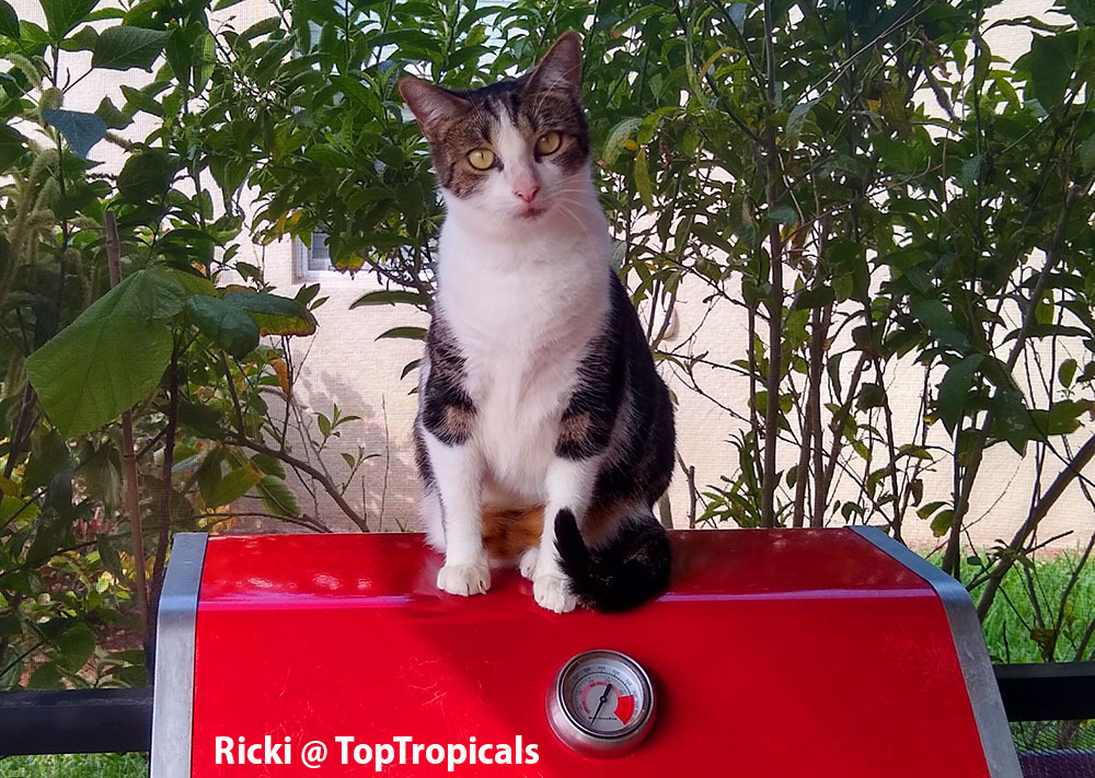 PeopleCats Garden - cats of TopTropicals