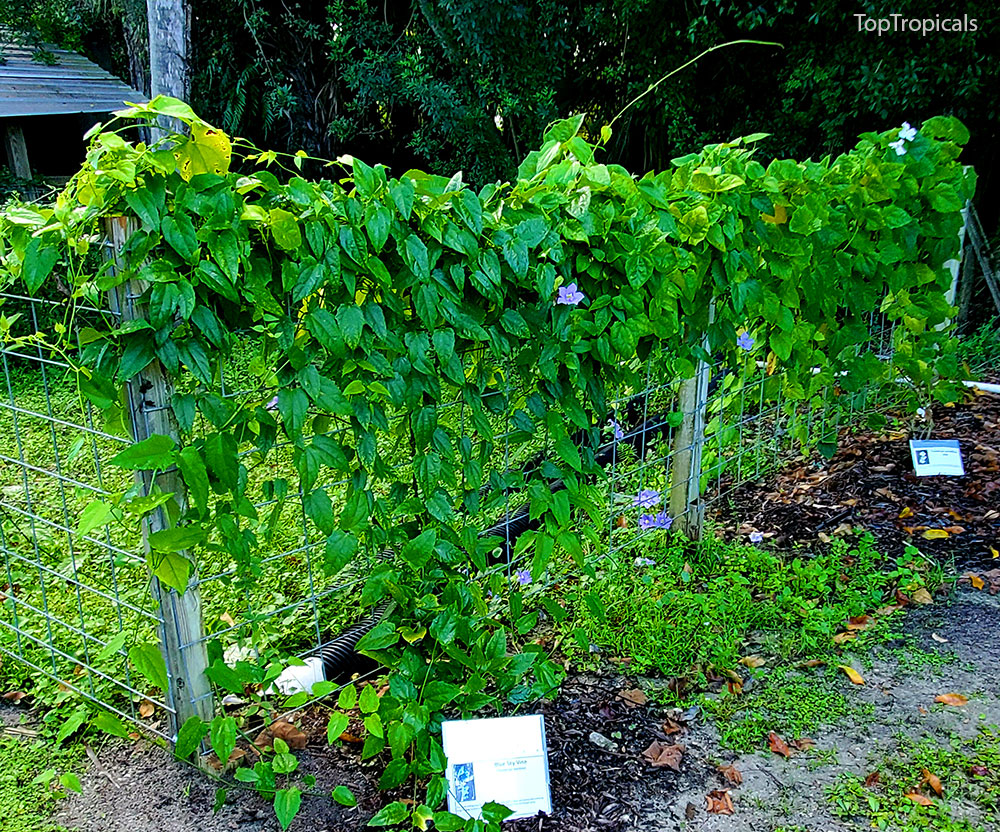 PeopleCats Garden - vines