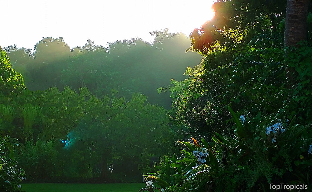 PeopleCats Garden - Top Tropicals Ghost light in the forest the spirit is always watching!