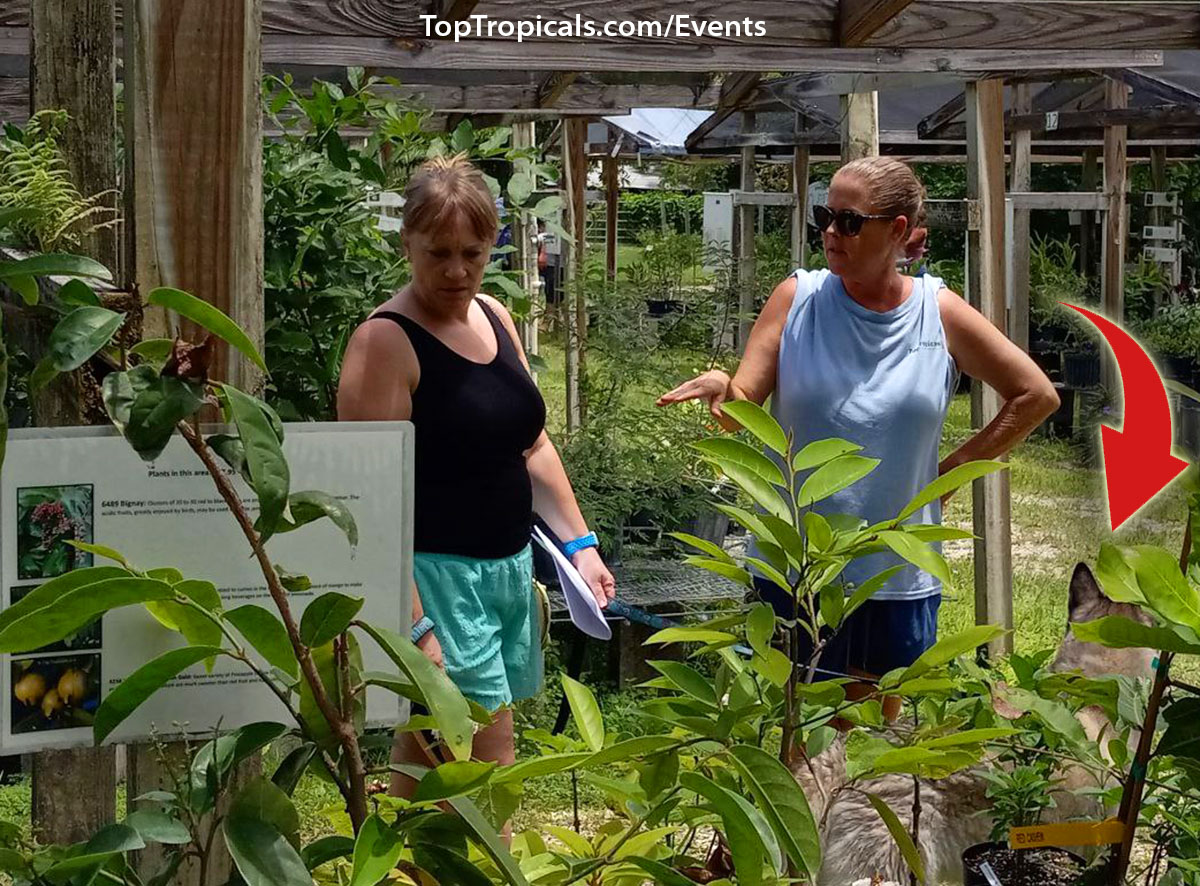 Top Tropicals Summer Plant Market Extravaganza