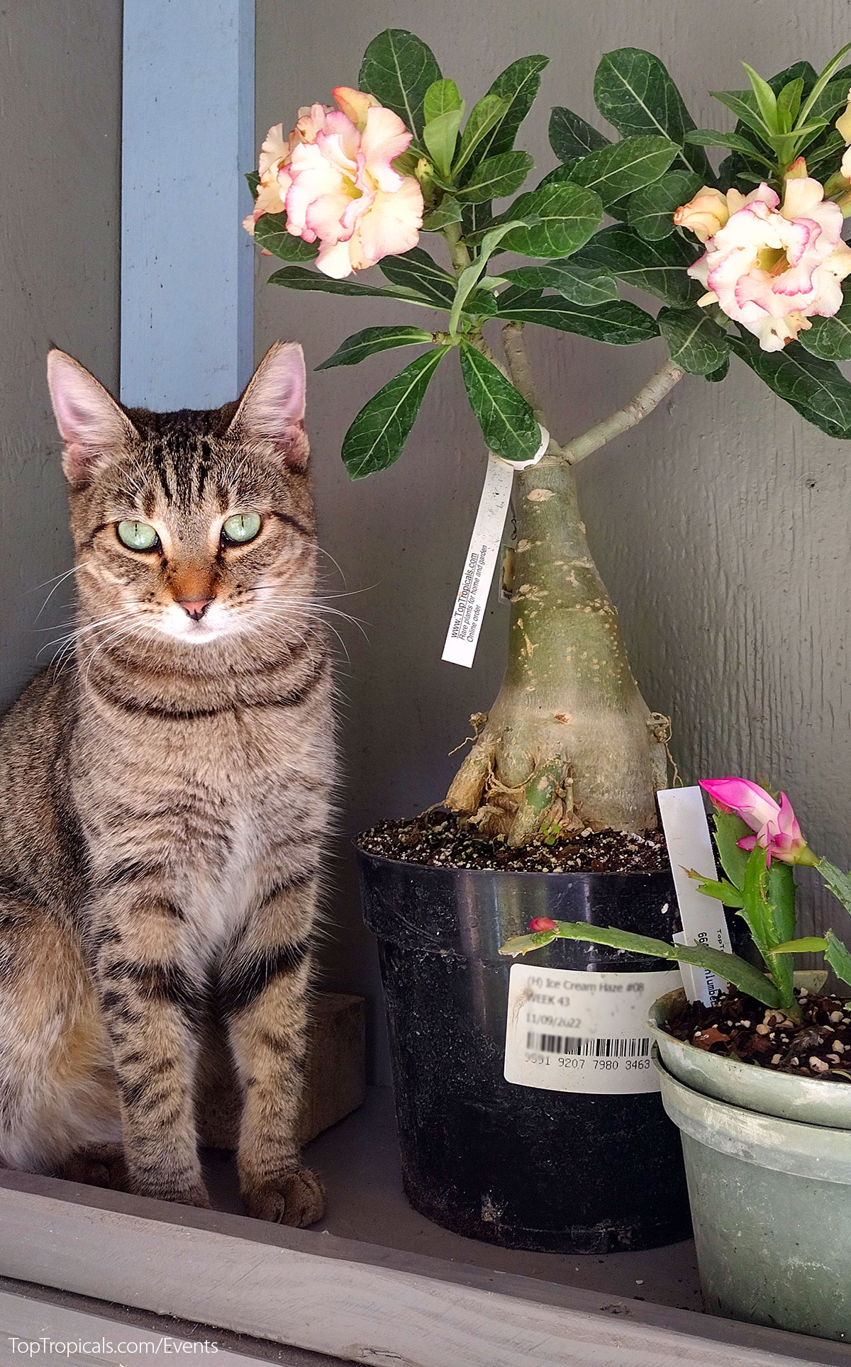 Holiday Plant Market on December  13, 2025