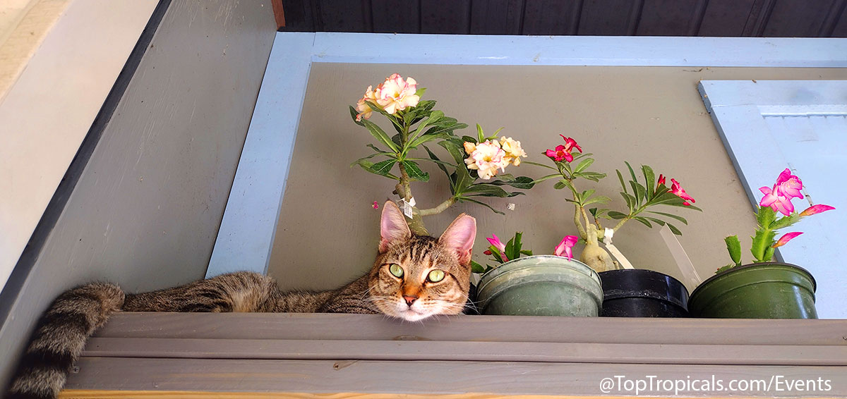 Holiday Plant Market on December  13, 2025