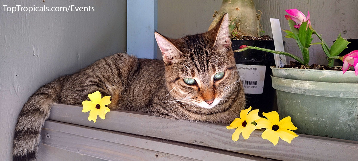 Holiday Plant Market on December  13, 2025