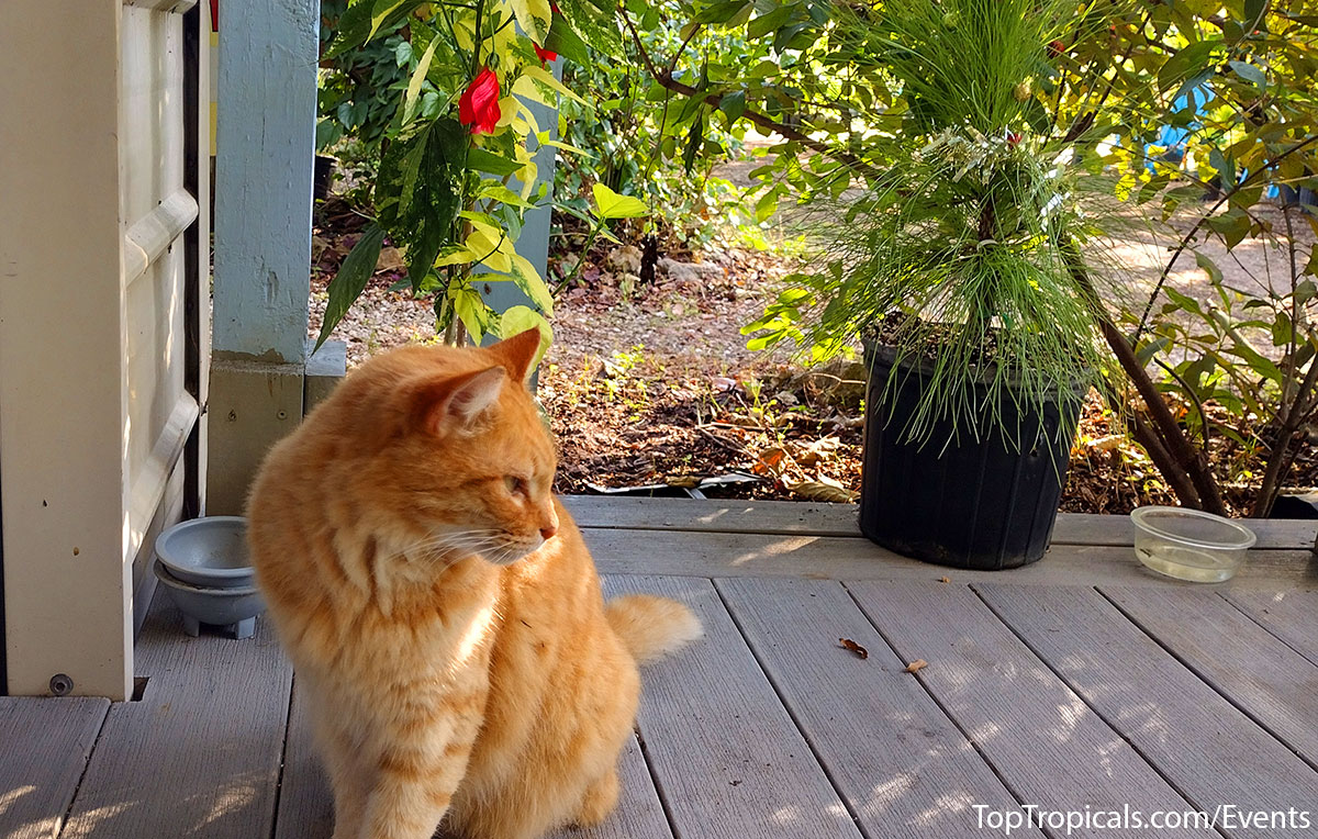 Holiday Plant Market on December  13, 2025