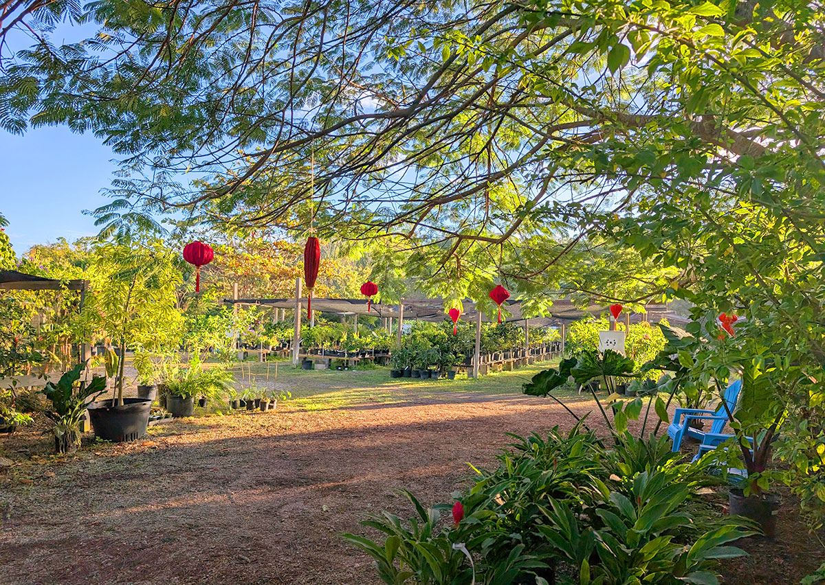 Holiday Plant Market on December  13, 2025