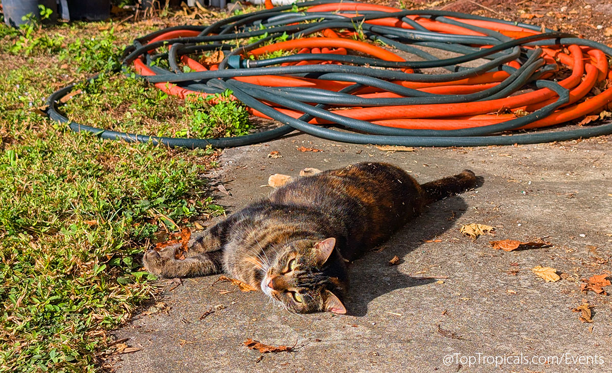 Holiday Plant Market on December  13, 2025