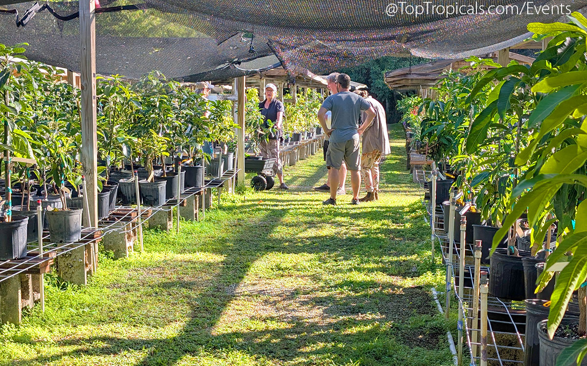 Holiday Plant Market on December  13, 2025