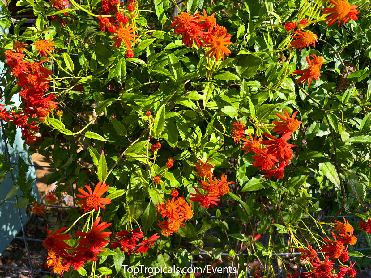 Top Tropicals Spring Plant Market