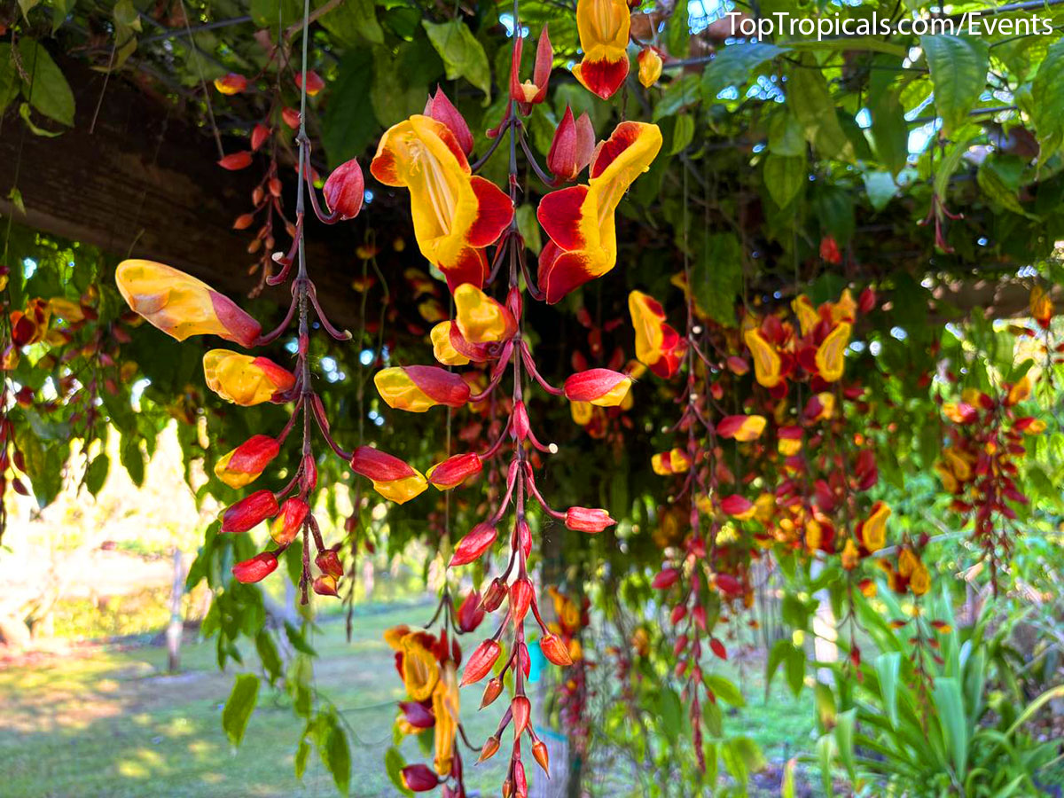 Spring Plant Market at Top 
Tropicals