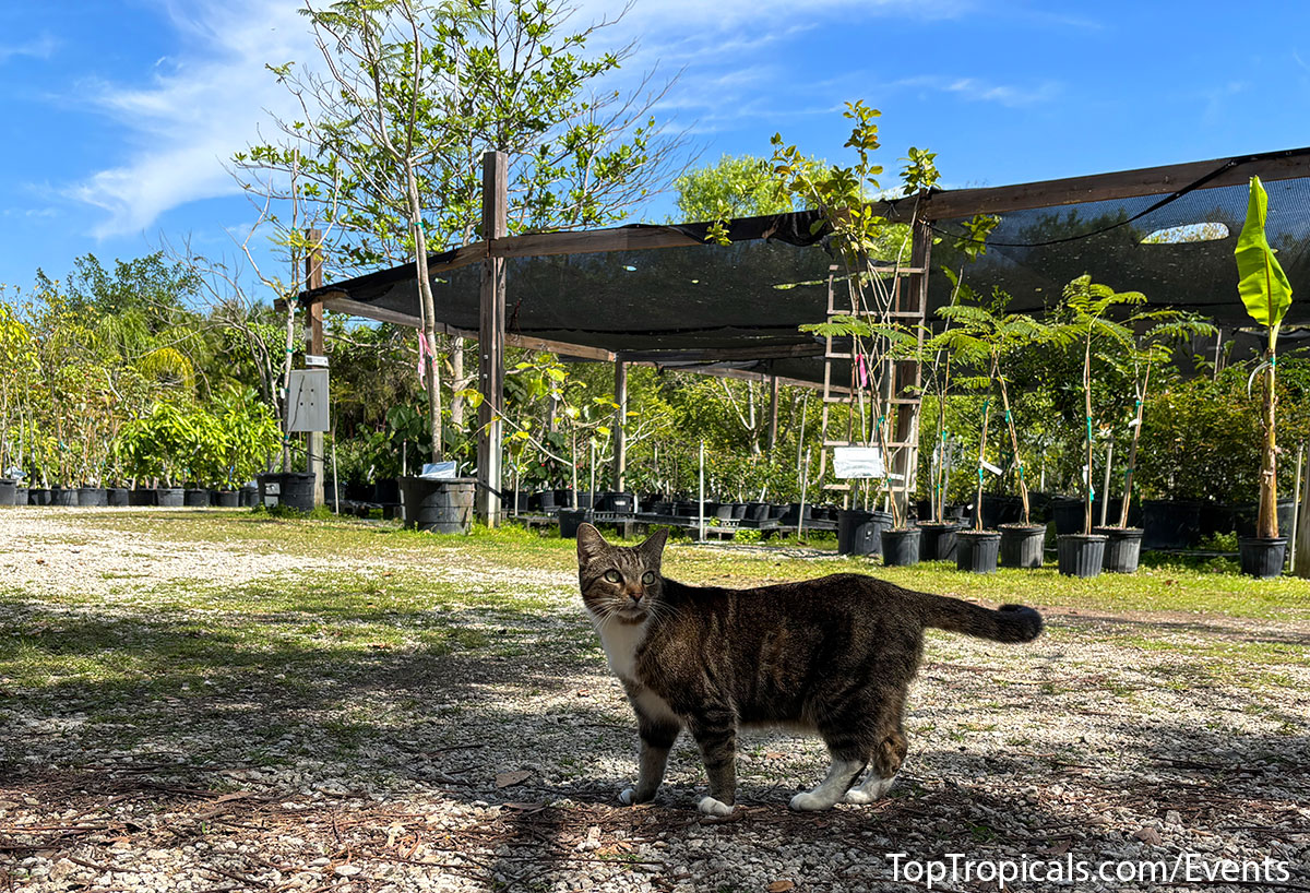 Spring Plant Market at Top Tropicals