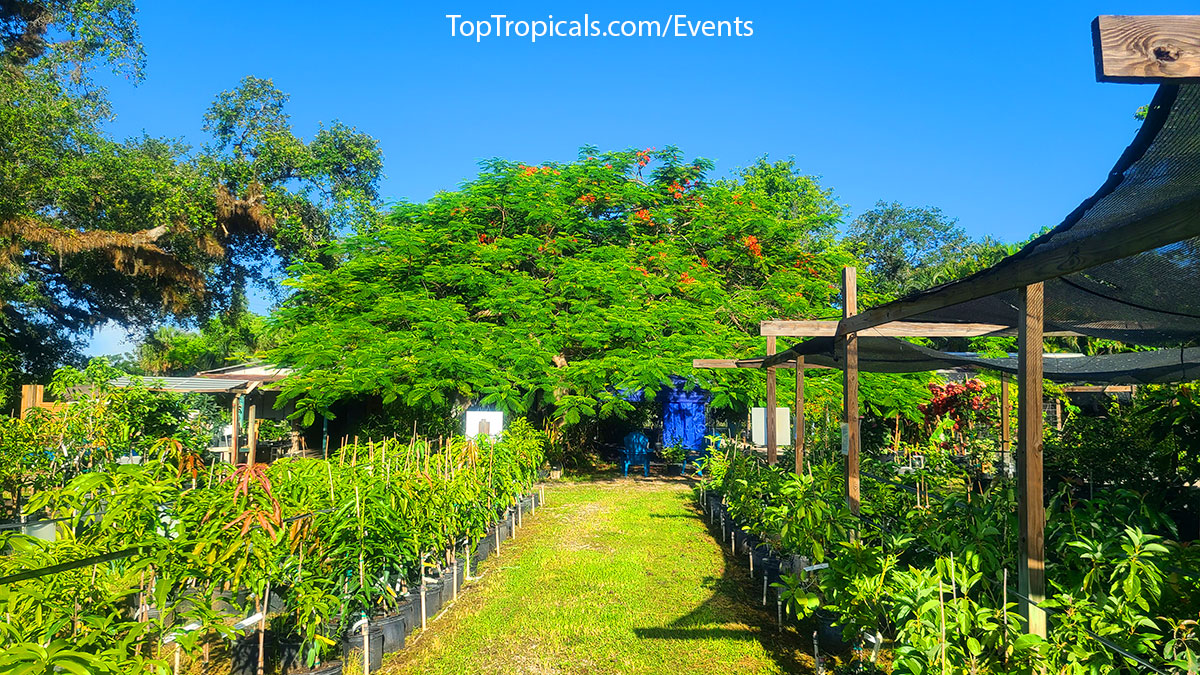 Live plants and blooming delonix at Top Tropicals Fathers Day Plant Market