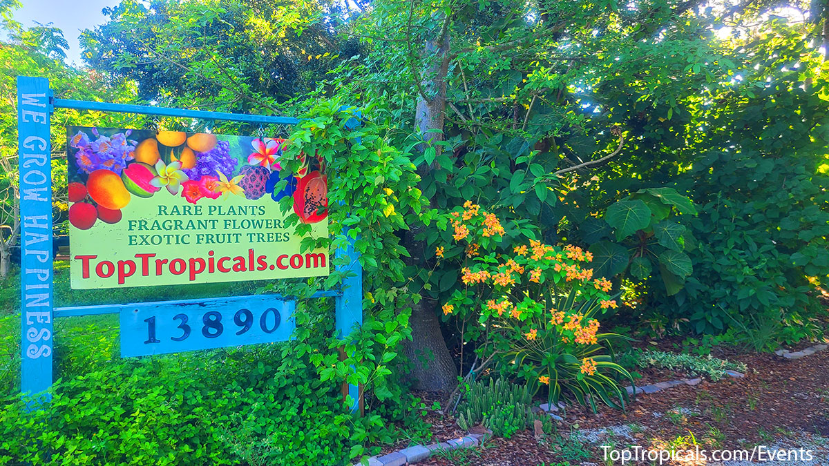 Garden center sign and blooming pink mussaenda at Top Tropicals Fathers Day Plant Market