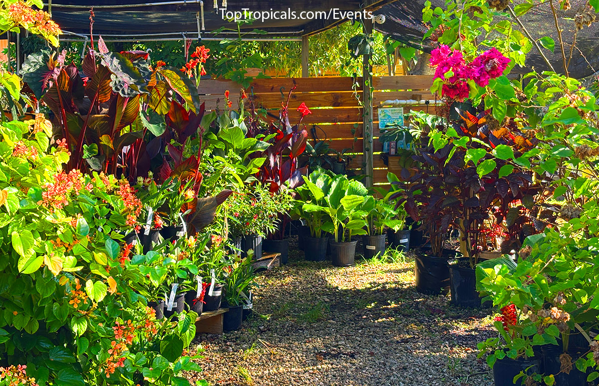 Blooming plants at Top Tropicals Fathers Day Plant Market