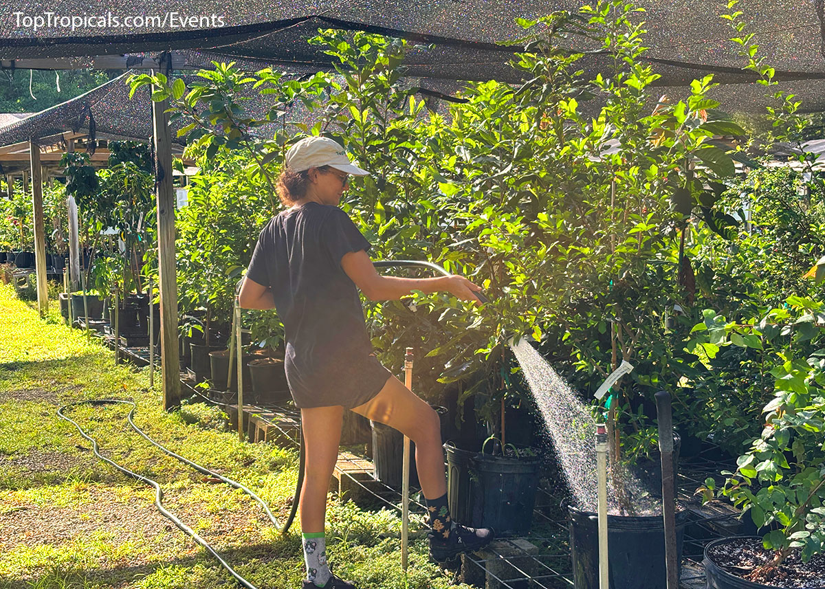 Employee watering plants at Top Tropicals Fathers Day Plant Market