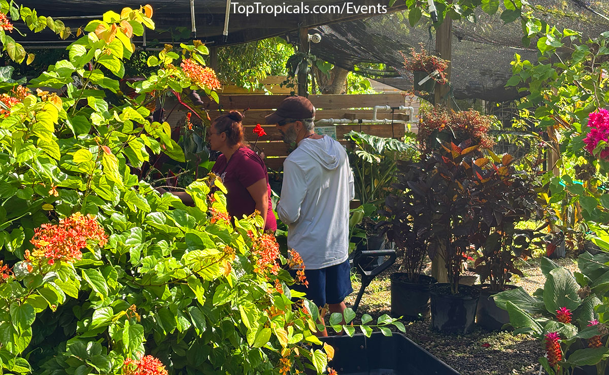 Customers selecting plants at Top Tropicals Fathers Day Plant Market