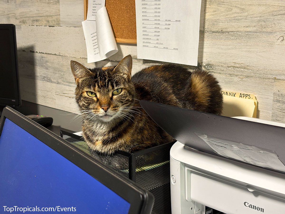 Cat sitting in the office at Top Tropicals Fathers Day Plant Market