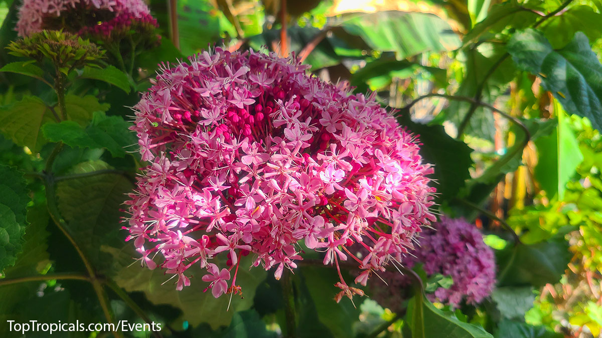 Flowering pink Clerodendrum Bungei at Top Tropicals Fathers Day Plant Market