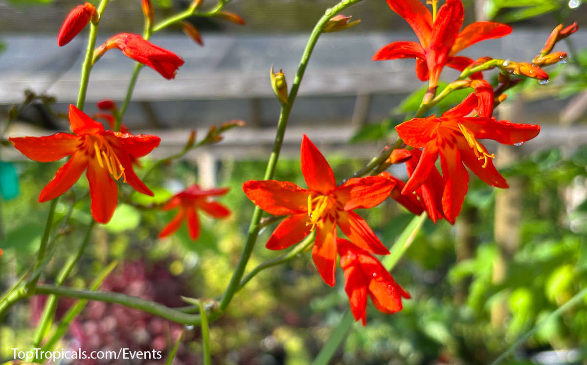 Red flowering crocosmia at Top Tropicals Fathers Day Plant Market