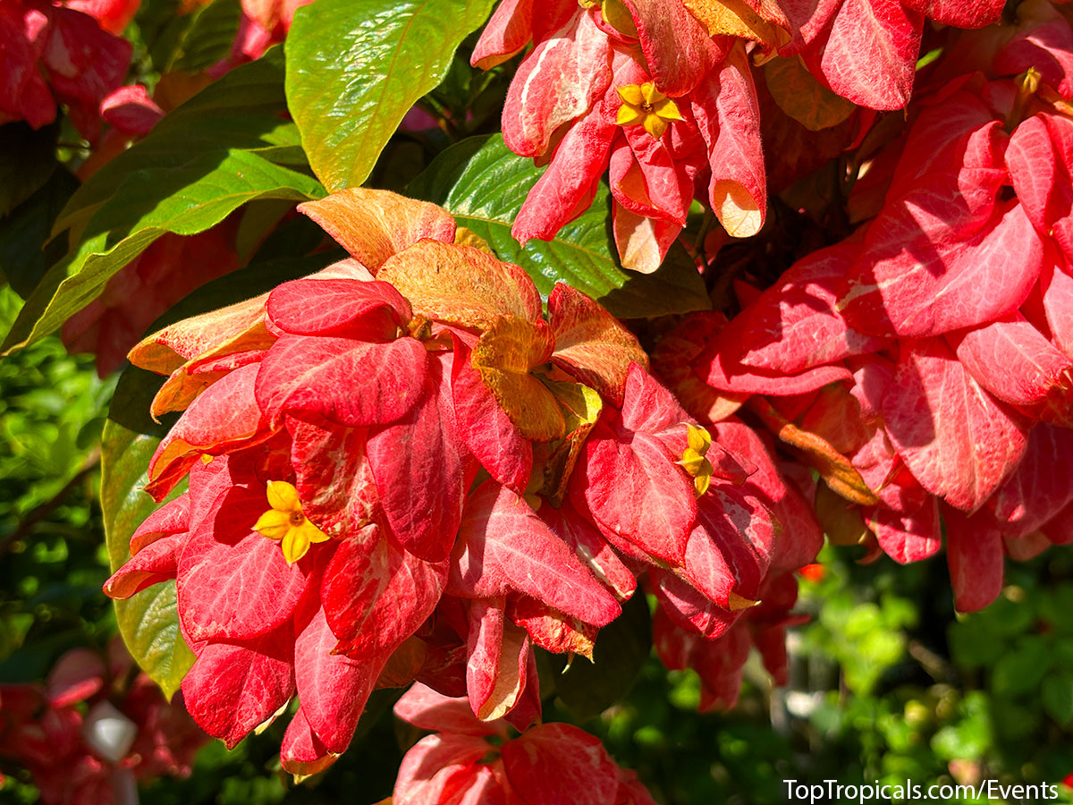 Pink flowering mussaenda at Top Tropicals Fathers Day Plant Market