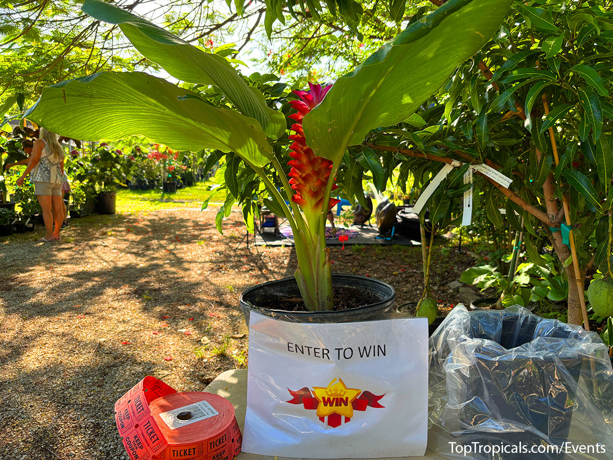 Plant raffle at Top Tropicals Fathers Day Plant Market on June 14, 2025