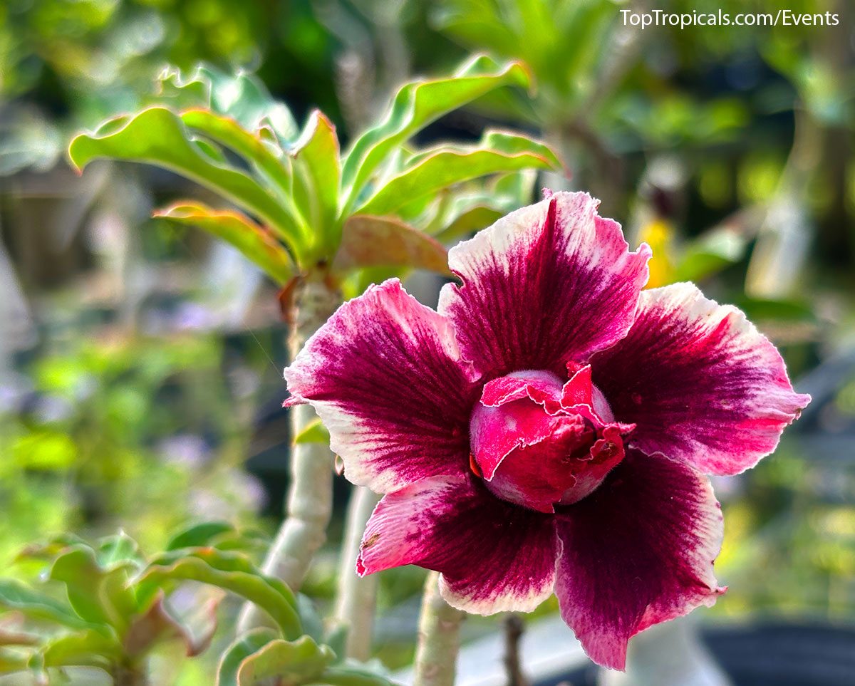 Plant Market on September 6, 2025