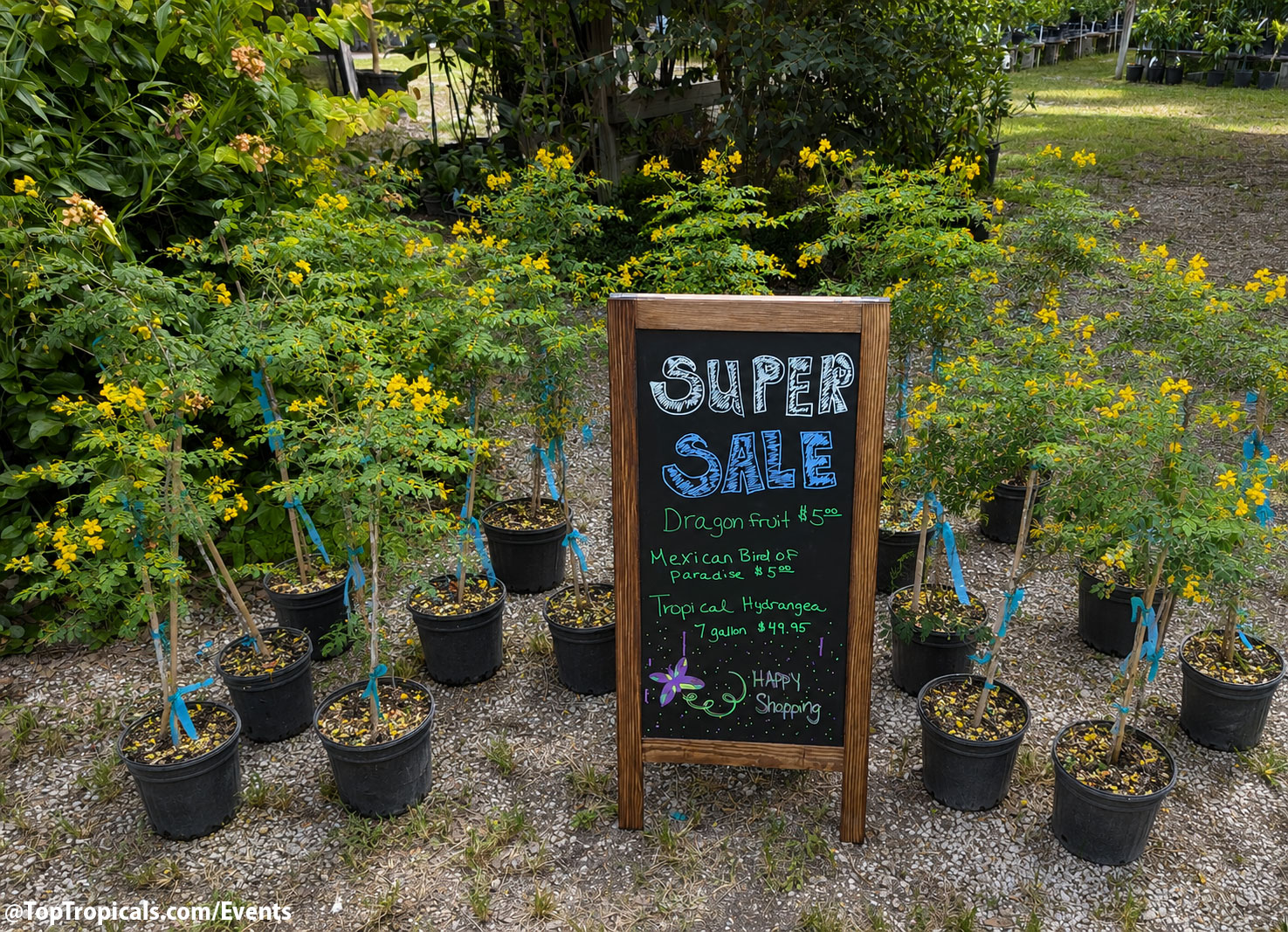 Summer Solstice Plant Market and Father's Day at Top Tropicals on June 20, 2026 Summer Solstice Plant Market and Father's Day at Top Tropicals on June 20, 2026
