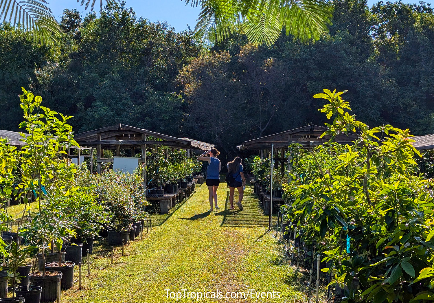 Top Tropicals Fall Planting Kickoff & Plant Market Event on September 5, 2026 Top Tropicals Fall Planting Kickoff & Plant Market Event on September 5, 2026