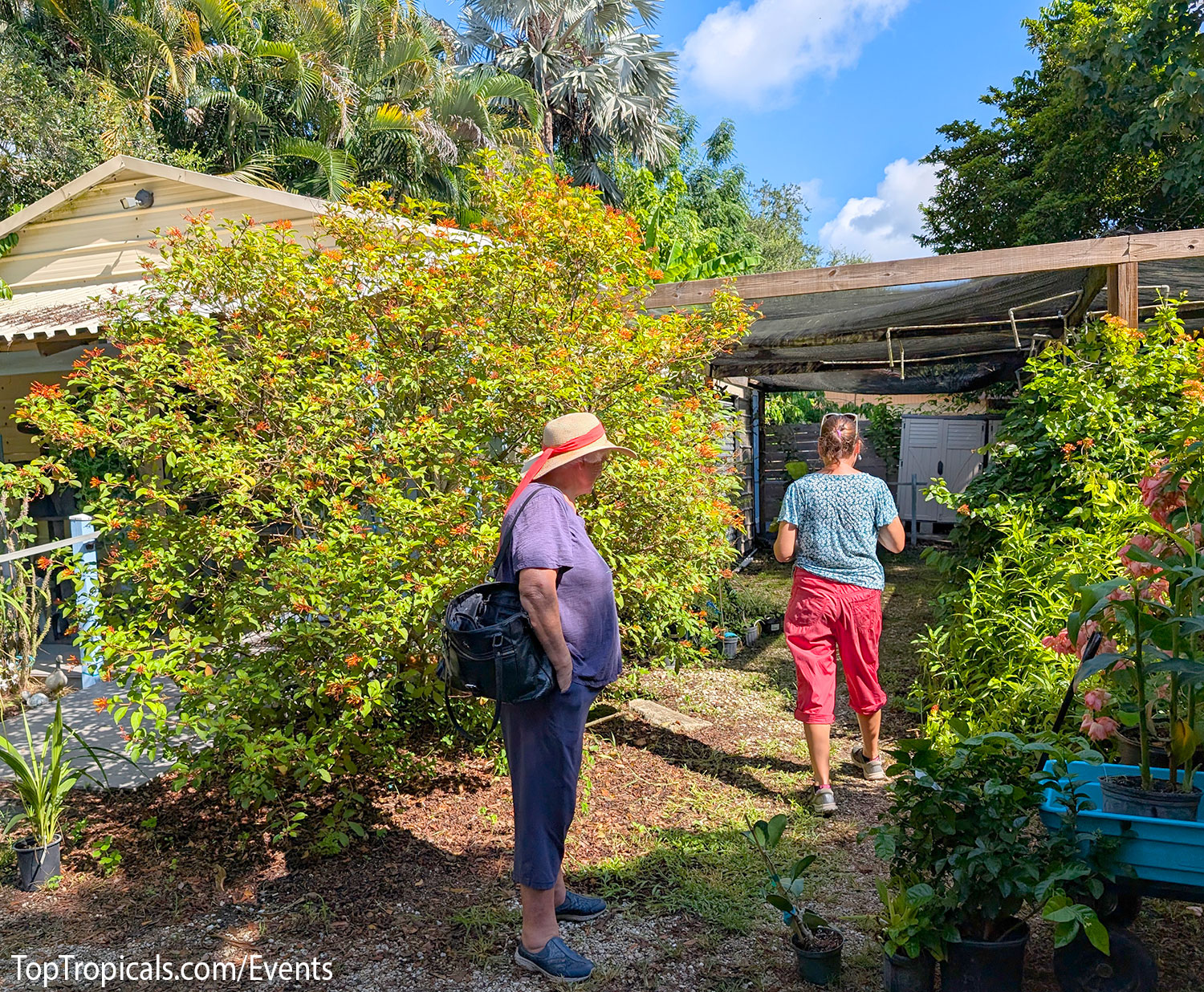 Top Tropicals Fall Planting Kickoff & Plant Market Event on September 5, 2026 Top Tropicals Fall Planting Kickoff & Plant Market Event on September 5, 2026