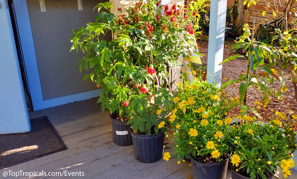 Spring Equinox Plant Market on March 21, 2026