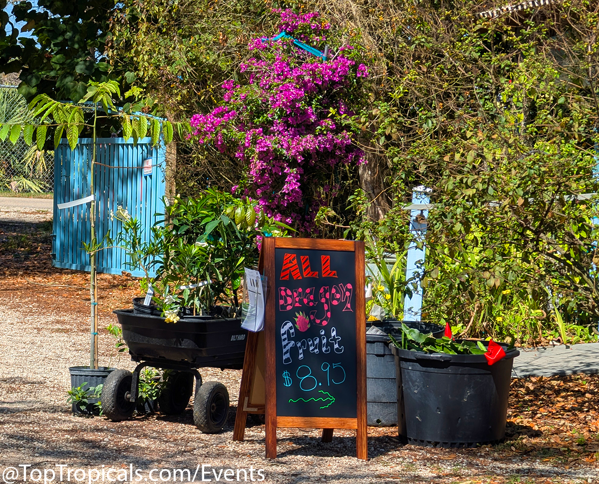 Spring Equinox Plant Market on March 21, 2026
