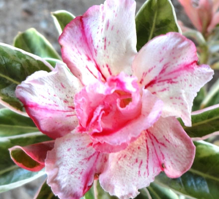Desert Rose (Adenium) Best of Siam, Grafted
