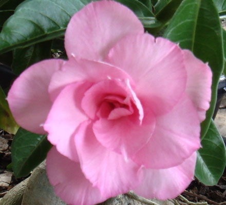 4650 Desert Rose (Adenium) Pratuma, Grafted