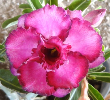 Desert Rose (Adenium) Siam Purple, Grafted