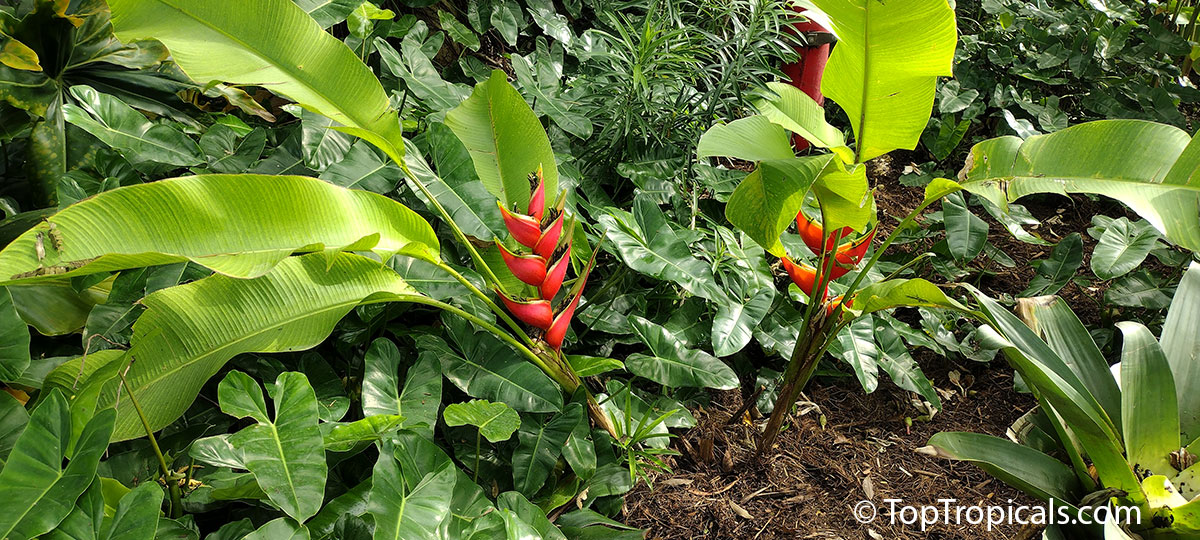 Tropical landscape with Heliconia