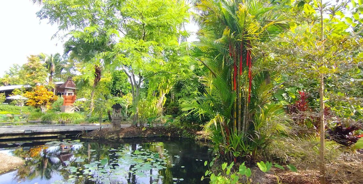 Red lipstick Palm in Tropical Landscape with a pond