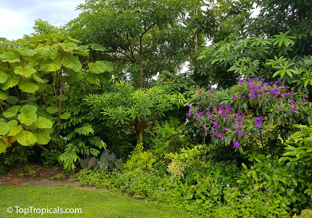 Tropical landscape with Tibouchina
