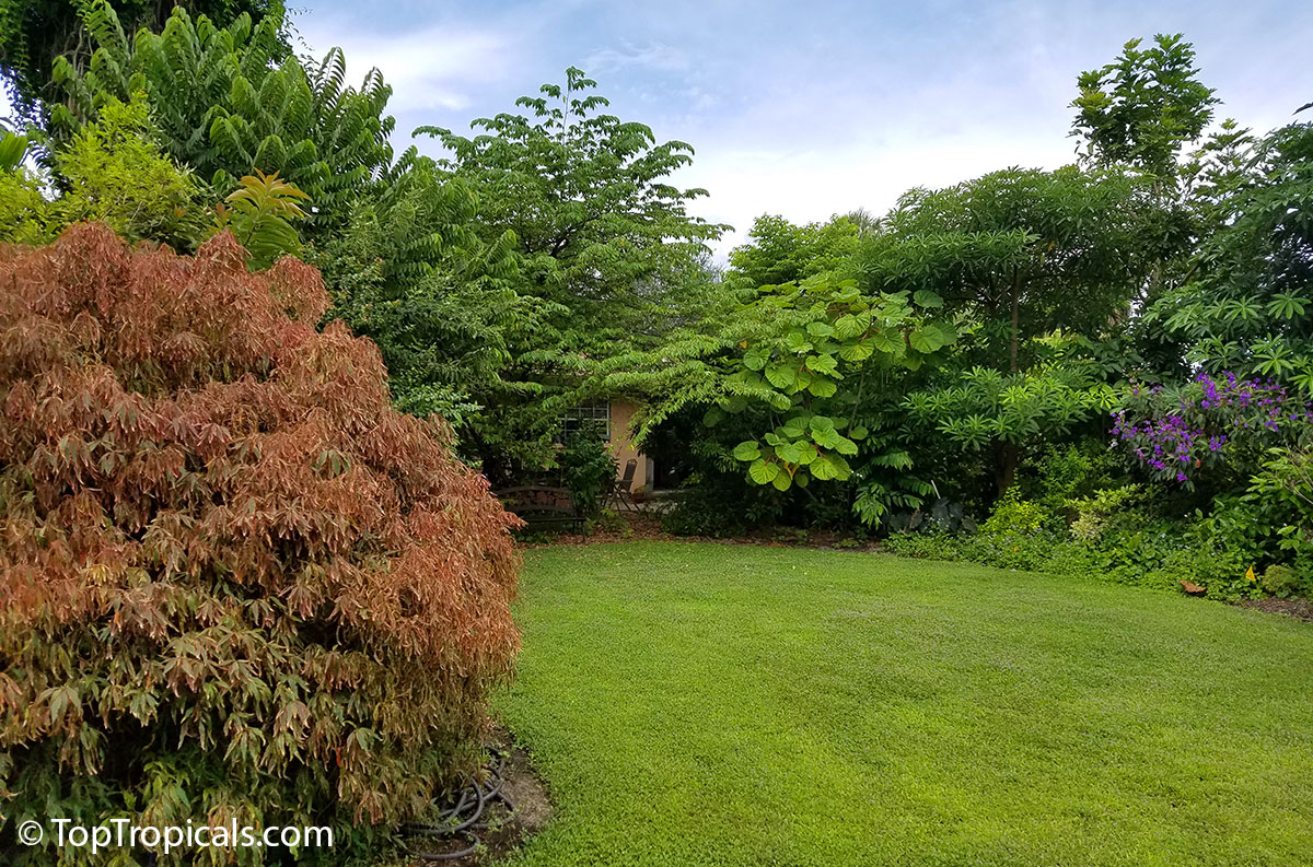 Tropical landscape with Acalypha