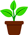 Potted plant