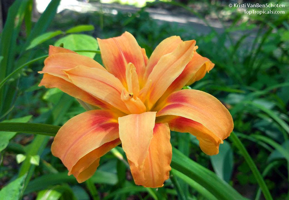 Orange Lily flower