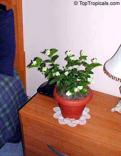 Tips for Growing Jasmine Indoors