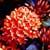 Ixora hybrid Crimson Star
