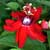 Passiflora vitifolia - Scarlet Flame Passion Flower